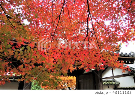 晩秋の紅葉に彩られた龍安寺山門 【京都市・右京区】 43111132