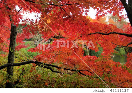鏡容池を彩る晩秋の龍安寺境内の紅葉 【京都市・右京区】 鏡容池を彩る晩秋の龍安寺境内の紅葉 【京都市・右京区】 43111137