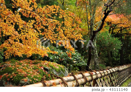 晩秋の紅葉に彩られた龍安寺境内 【京都市・右京区】 43111140