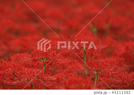 曼珠沙華 43111392