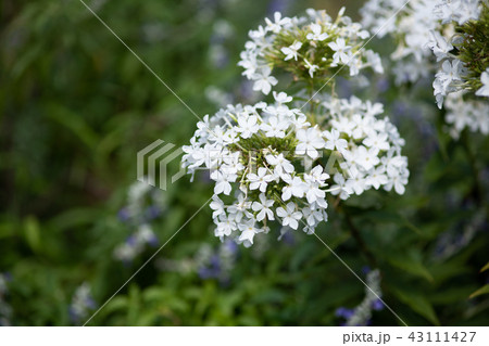 白いフロックスの花の写真素材