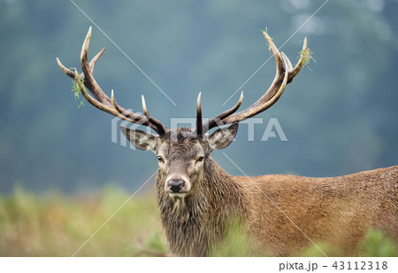 Close-up of a red deer stag during rutting season 43112318