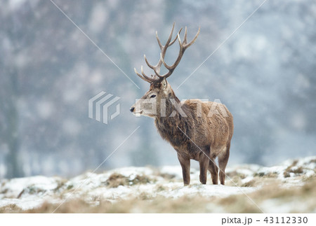 Red deer stag in winter Red deer stag in winter 43112330