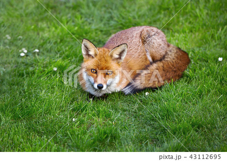 Close up of a red fox lying on the grass 43112695