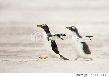 Gentoo penguin chick chasing its parent to be fed 43112714
