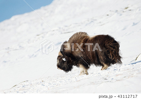Male musk ox standing in snow Male musk ox standing in snow 43112717