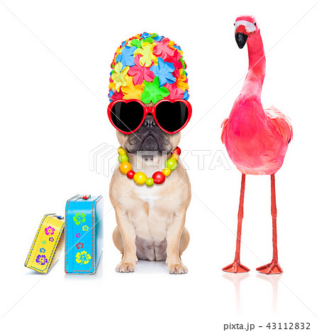 dog and owner on summer vacation dog and owner on summer vacation 43112832