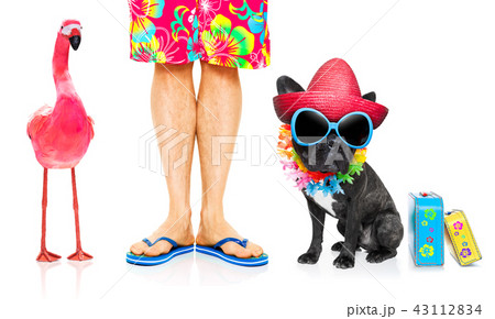 dog and owner on summer vacation dog and owner on summer vacation 43112834