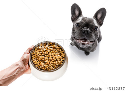 hungry  curious dog looks up 43112837