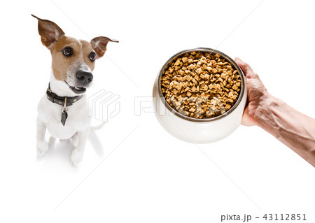 hungry dog on a bowl hungry dog on a bowl 43112851