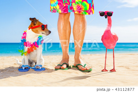 dog and owner on summer vacation dog and owner on summer vacation 43112877