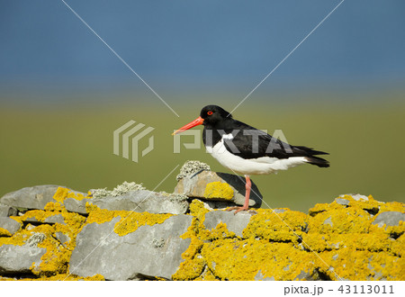 Eurasian Oystercatcher perching on the fence 43113011