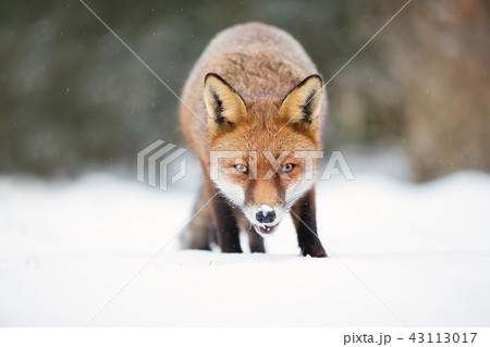 Close-up of a Red fox in snow during winter 43113017