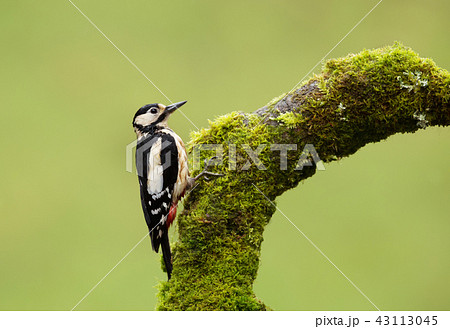 Great Spotted Woodpecker perching on a tree trunk Great Spotted Woodpecker perching on a tree trunk 43113045