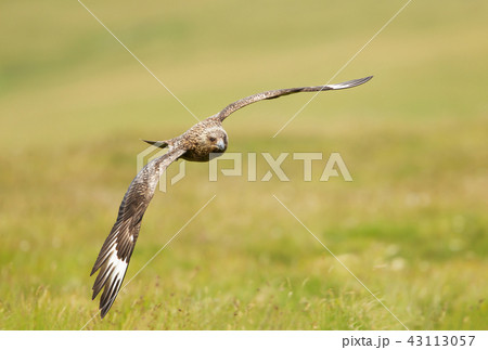 Great skua in flight, Shetland islands. Great skua in flight, Shetland islands. 43113057