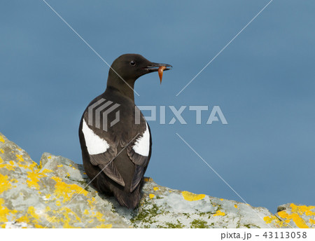 Black guillemot on a rock with a fish in the beak 43113058