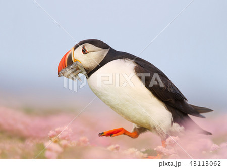 Atlantic puffin walking with sand eels in the beak 43113062