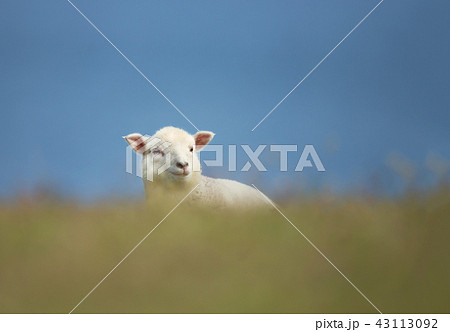 Close-up of young Shetland sheep in grass 43113092