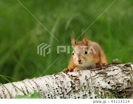 Close-up of a surprised Red squirrel on a log 43113114