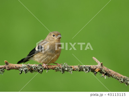 Close-up of a Juvenile Common Chaffinch Close-up of a Juvenile Common Chaffinch 43113115