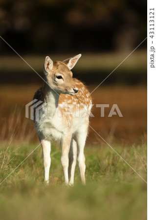 Fallow deer fawn foraging in the field Fallow deer fawn foraging in the field 43113121