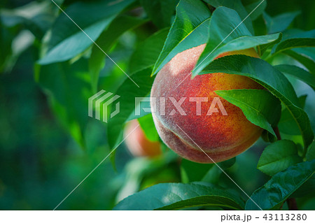 close up peach close up peach 43113280