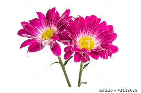 crimson chrysanthemum isolated crimson chrysanthemum isolated 43113628