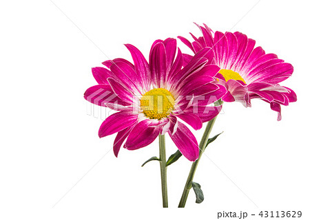 crimson chrysanthemum isolated crimson chrysanthemum isolated 43113629