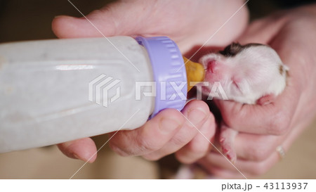 A woman is feeding from a bottle of a newborn puppy. Caring and protection concept 43113937