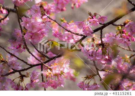 河津桜　メジロ　桜 43115261