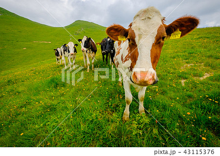 Small herd of cows graze in the Alpine meadow Small herd of cows graze in the Alpine meadow 43115376