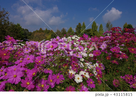 秋空と秋桜 庄原備北丘陵公園 秋空と秋桜 庄原備北丘陵公園 43115815