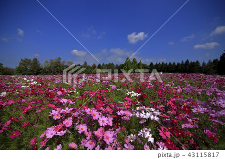 秋空と秋桜 庄原備北丘陵公園 秋空と秋桜 庄原備北丘陵公園 43115817