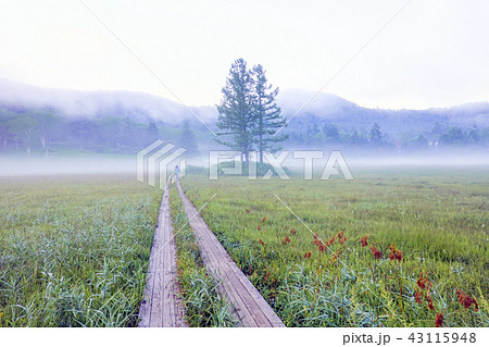 朝もやと三本唐松 43115948