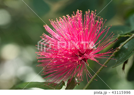 オオベニゴウカン オオベニゴウカン 43115996