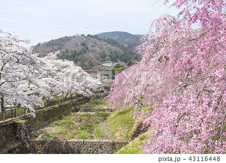 箱根の宮城野早川堤の桜（神奈川県箱根町） 43116448