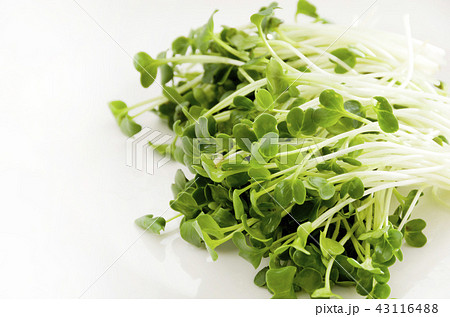 かいわれ大根 43116488
