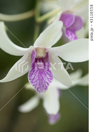 ランの花 43116558