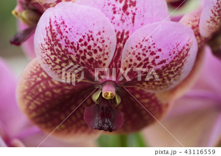 ランの花 43116559