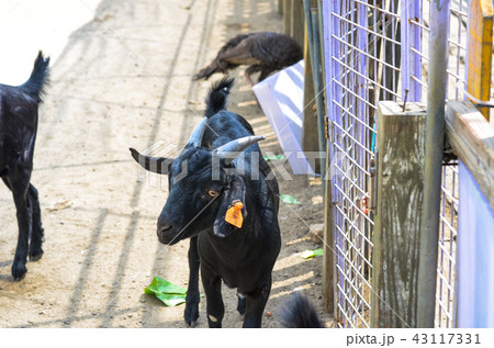 動物 動物学 背景 43117331