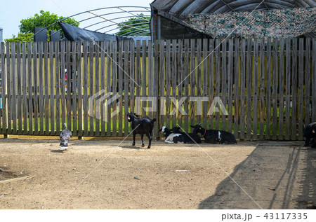 動物 動物学 背景 43117335