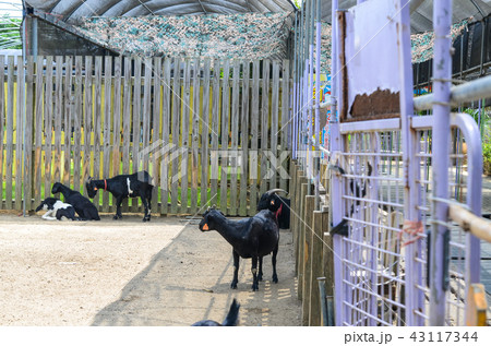 動物 動物学 背景 43117344