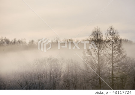 霧がかかる早朝の森 冬の北海道 の写真素材