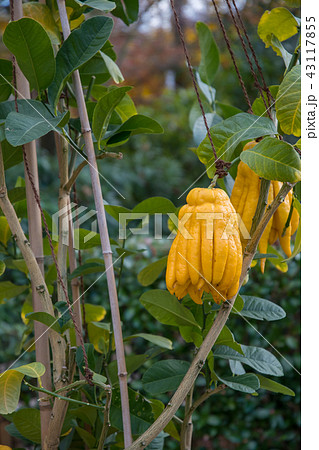黄色く実った仏手柑　ブッシュカン 43117855