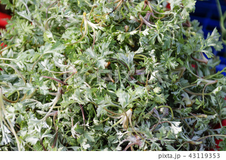 全羅南道 韓国 屋外 43119353