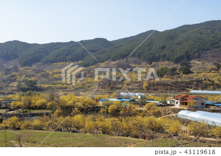 全羅南道 韓国 屋外 43119618
