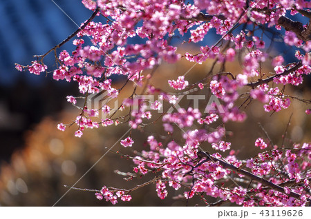 全羅南道 韓国 屋外 43119626