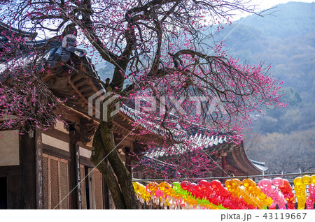 全羅南道 韓国 屋外 43119667