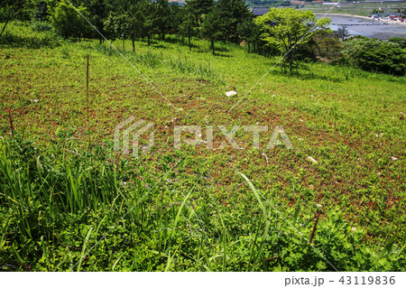 全羅南道 韓国 屋外 43119836