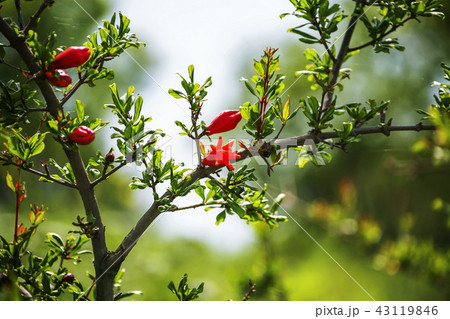 全羅南道 韓国 屋外 43119846